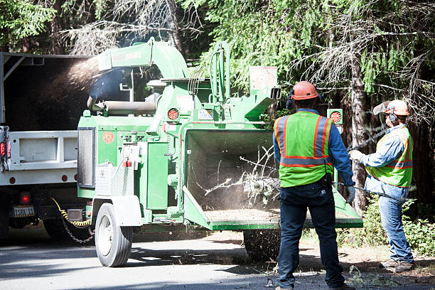 Best Stump Grinding and Removal  in USA